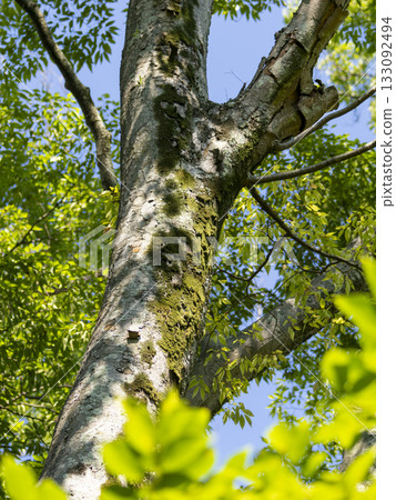 晨曦照耀下,綠樹挺拔。 晨曦照耀下,綠樹挺拔。 133092494