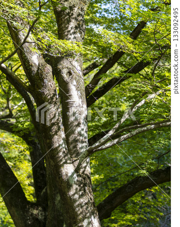 晨曦照耀下,綠樹挺拔。 晨曦照耀下,綠樹挺拔。 133092495