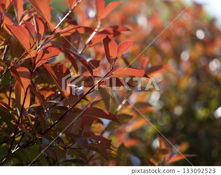 Vivid red photinia Vivid red photinia 133092523