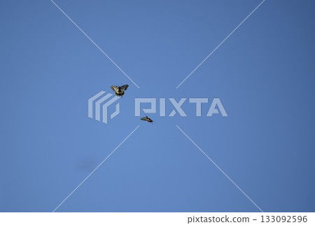 一隻燕尾蝶歡快地翩翩飛向天空 133092596