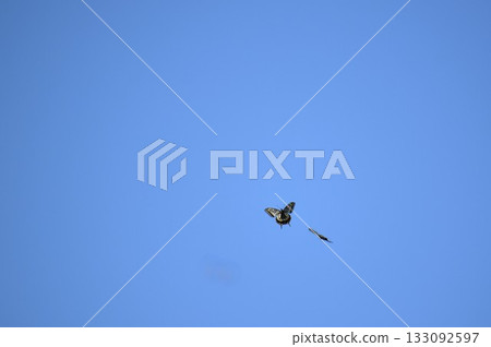 一隻燕尾蝶歡快地翩翩飛向天空 133092597