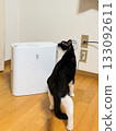 加濕器和黑白貓 133092611