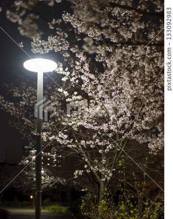 Cherry blossoms at night at the street lights Cherry blossoms at night at the street lights 133092983
