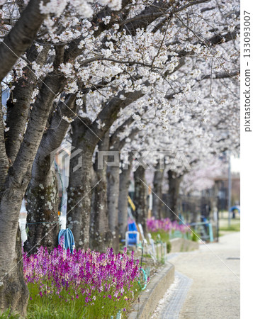 Princess snapdragons and rows of cherry blossom trees Princess snapdragons and rows of cherry blossom trees 133093007