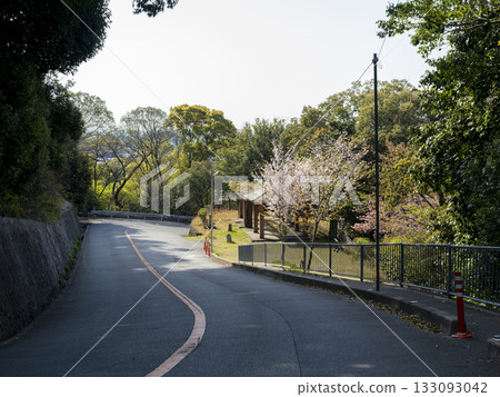 春日的五月山大道,櫻花盛開。 春日的五月山大道,櫻花盛開。 133093042