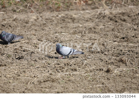 Pigeons wandering around in the rice fields Pigeons wandering around in the rice fields 133093044