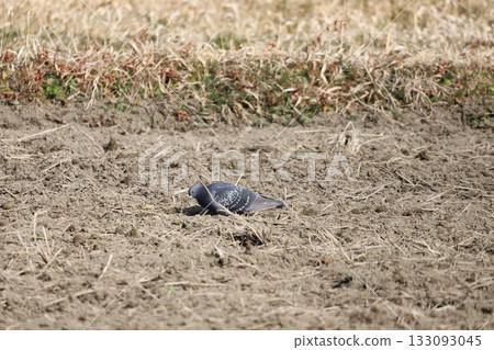 Pigeons feeding in the rice fields 133093045
