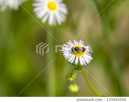 一隻小蜜蜂停在一朵可食用的飛蓬花上。 133093056
