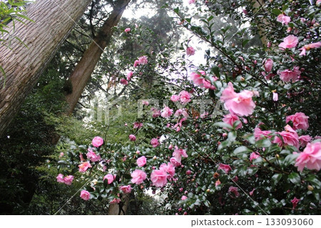The darkness of the forest and the floating pink The darkness of the forest and the floating pink 133093060