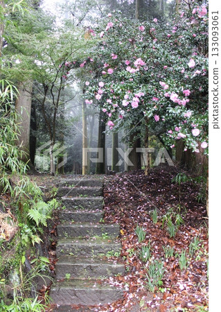 Entrance of the forest Entrance of the forest 133093061