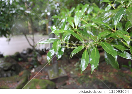 葉滴 葉滴 133093064