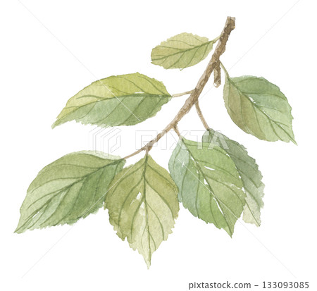 水彩畫柿子葉 水彩畫柿子葉 133093085