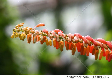 Norantia guianensis flower buds Norantia guianensis flower buds 133093087