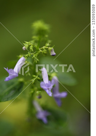 秋季茉莉花和花蕾 133093089