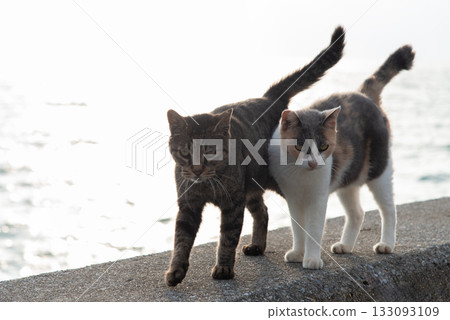 Two cute cats snuggling together 133093109