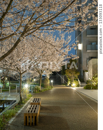 Night view: Cherry blossom trees and benches along the promenade 133093118