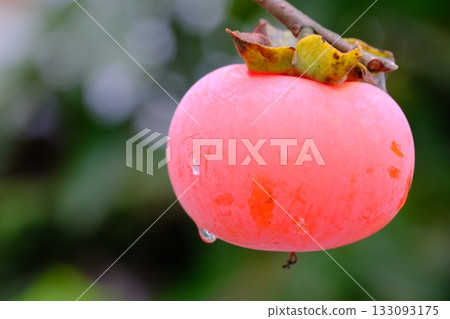 Ripe unharvested persimmons Ripe unharvested persimmons 133093175