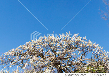 White plum in full bloom that shines in the blue sky 133093744