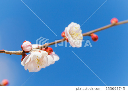 Plum blossoms in the blue sky Plum blossoms in the blue sky 133093745