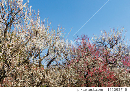 White plum and red plum that shine in the blue sky 133093746
