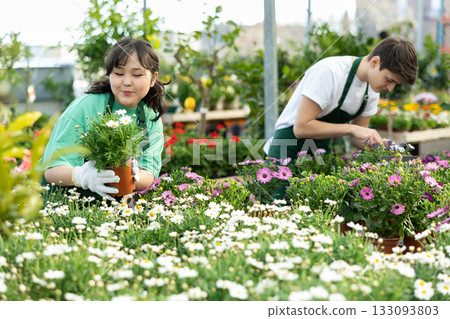 Young Asian florist girl arranging pots with marguerites daisy in greenhouse 133093803