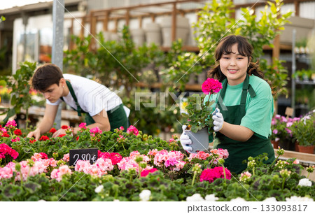 flower supermarket worker examines shelf of pelargonium to detect problematic plants 133093817