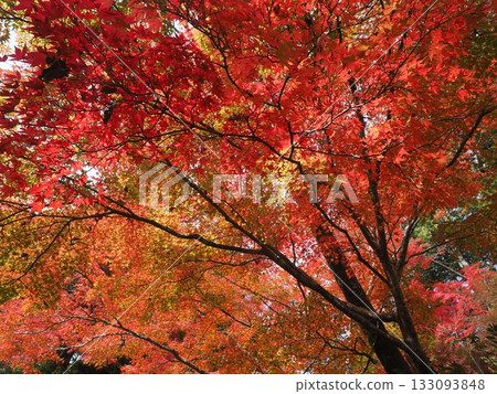 高尾神功寺的秋景 高尾神功寺的秋景 133093848