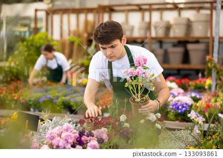 Skilled serious young male florist caring about potted Mathiola Incana flowers in greenhouse 133093861