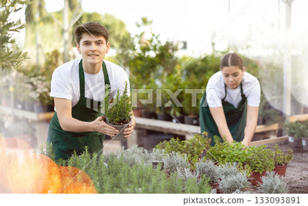Young floriculturist showing potted green rosemary in greenhouse 133093891