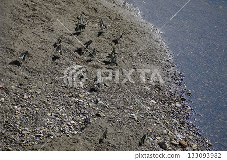 Swallowtail butterflies swarming in the sand of a river 133093982