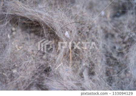 Close up of messy cat's hair after vacuum. Animal hair allergies principally affect the breathing and the skin with symptoms such as itching, redness etc. Close up of messy cat's hair after vacuum. Animal hair allergies principally affect the breathing and the skin with symptoms such as itching, redness etc. 133094129