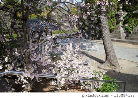 Sumiyoshi Taisha Shrine 133094152