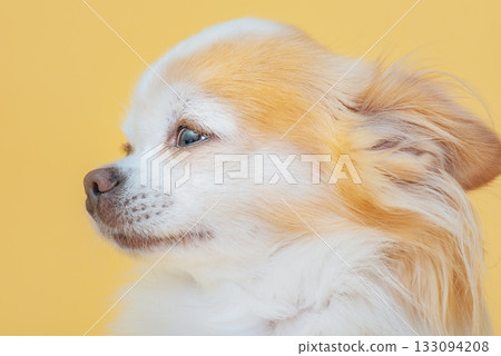 Chihuahua dog of white and red color on a yellow background. Chihuahua dog of white and red color on a yellow background. 133094208