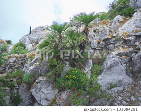 Gibraltar, Gibraltar Rock, Road to O'Hara Battery, April 133094281
