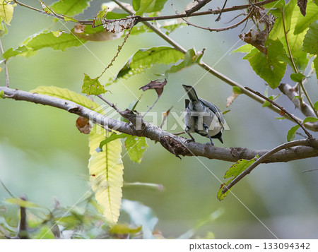 Great tit looking for food 133094342