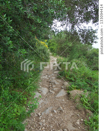 直布羅陀岩,通往奧哈拉砲台的路,四月 直布羅陀岩,通往奧哈拉砲台的路,四月 133094414