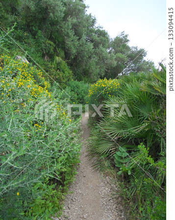 直布羅陀岩,通往奧哈拉砲台的路,四月 直布羅陀岩,通往奧哈拉砲台的路,四月 133094415