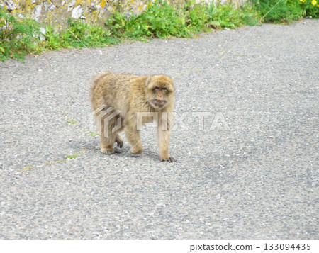 Gibraltar The Rock Monkey 133094435