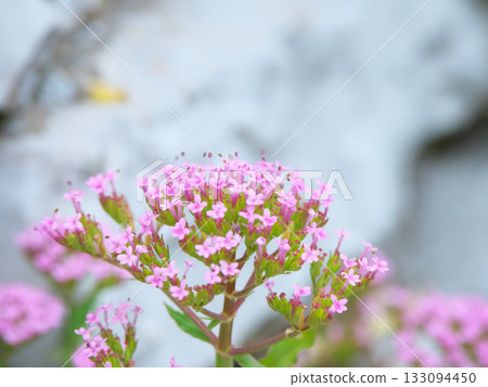直布羅陀岩上盛開的花 133094450
