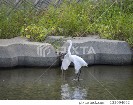一隻大白鷺張開雙翼,站在河裡。 一隻大白鷺張開雙翼,站在河裡。 133094662