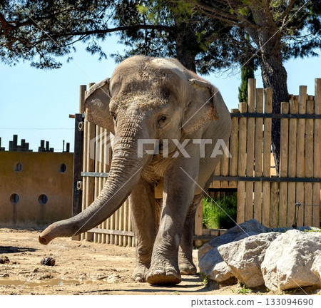 Elephant Elephant 133094690