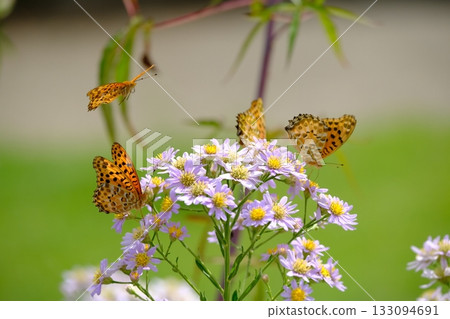 一群雄性銀葉蝶和梣花 一群雄性銀葉蝶和梣花 133094691