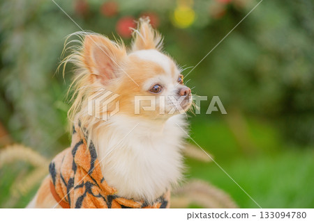 Chihuahua dog in clothes against the background of green nature. 133094780