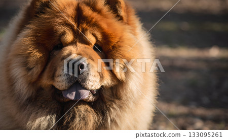 Close-up portrait of a majestic chow chow with a fluffy coat basking in sunlight and gentle Close-up portrait of a majestic chow chow with a fluffy coat basking in sunlight and gentle 133095261