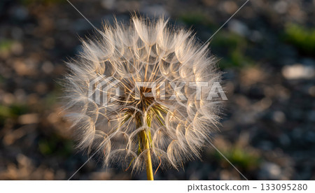 Close up of a fluffy dandelion seed head basking in the sun's warmth at golden hour, perfect for Close up of a fluffy dandelion seed head basking in the sun's warmth at golden hour, perfect for 133095280