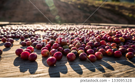 Artisanal coffee bean drying process showcasing raw red cherries spread on rustic wooden platform 133095328