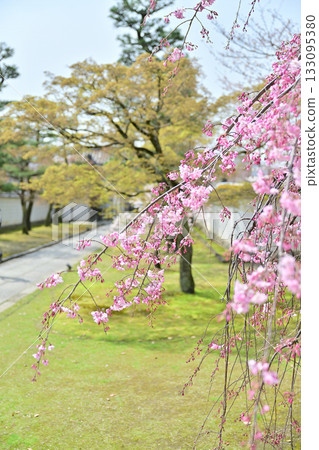 Spring at Myokenji Temple, Kyoto 2024 Spring at Myokenji Temple, Kyoto 2024 133095380