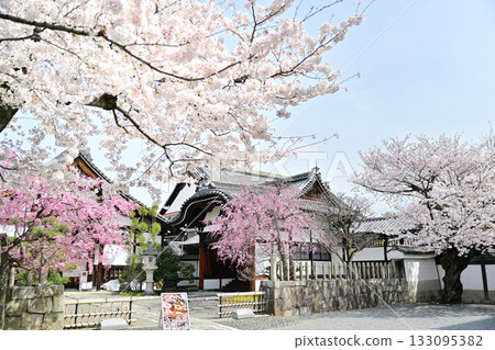 2024年京都妙顯寺的春天 2024年京都妙顯寺的春天 133095382