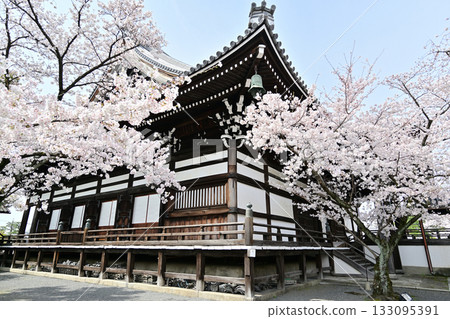 2024年京都妙顯寺的春天 2024年京都妙顯寺的春天 133095391