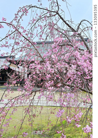 2024年京都妙顯寺的春天 2024年京都妙顯寺的春天 133095395